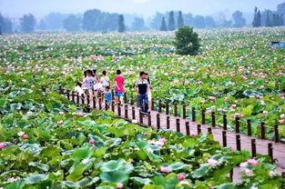 莲花县最新爆料,揭秘当地发展新动态与民生亮点